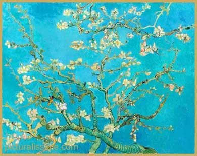 Van Gogh Branches fleuries d'amandier