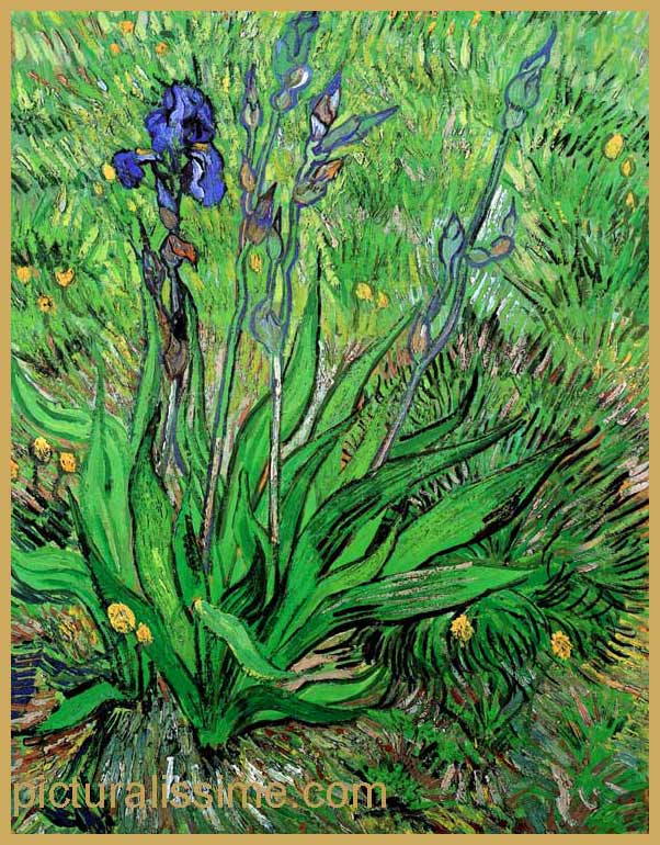 Copie Reproduction Van Gogh Iris