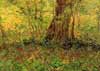Van Gogh Sous bois
